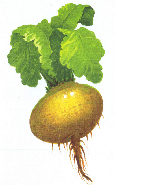 Snut to increase strength