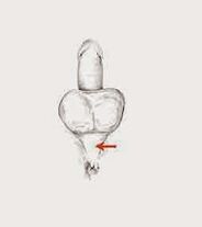 power muscles and their tension to increase the power