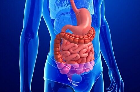 gastrointestinal tract and nuts for activity