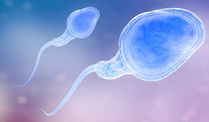 Sperm cells can be present in the male foreskin