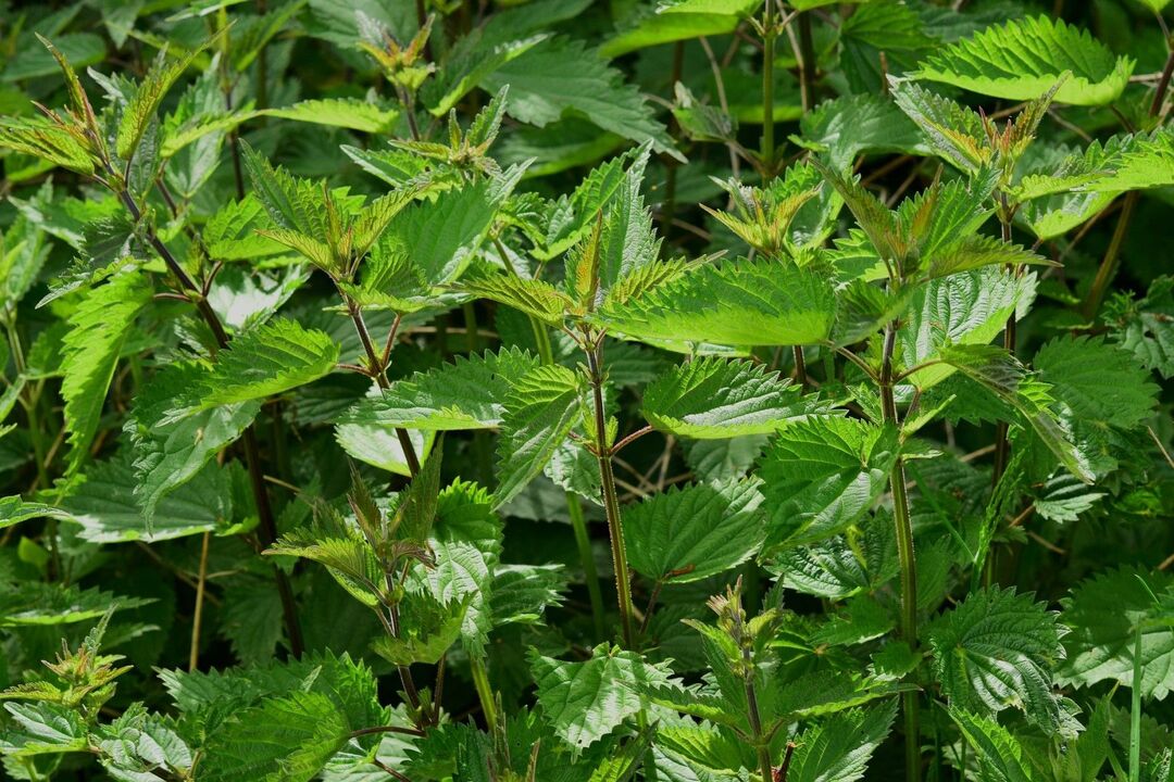 nettles to increase activity